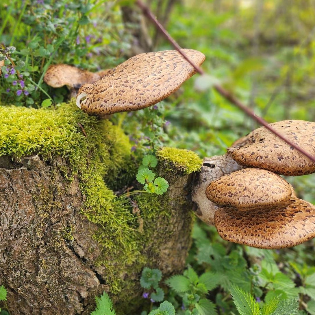 Wat zien we in het bos