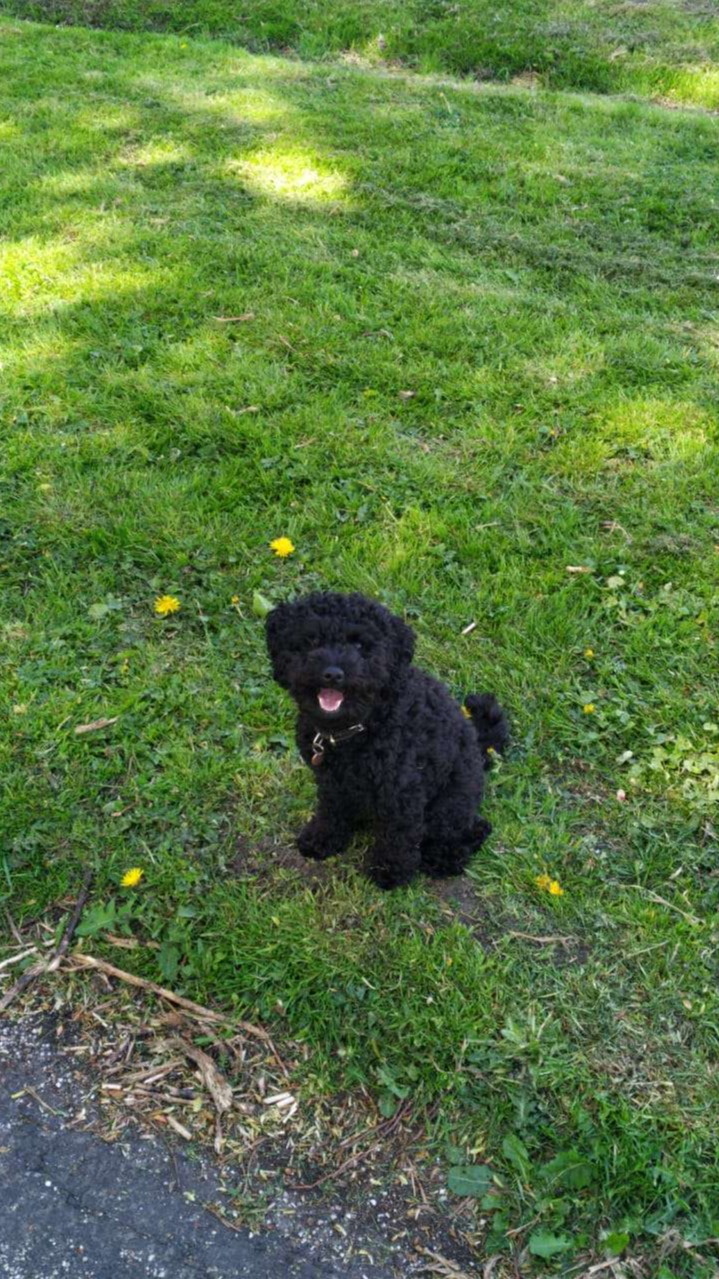 Onze hond Nora.