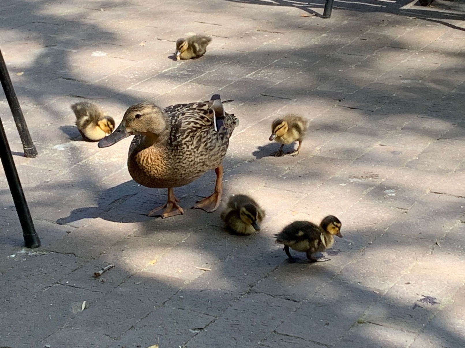 Liefde voor dieren 