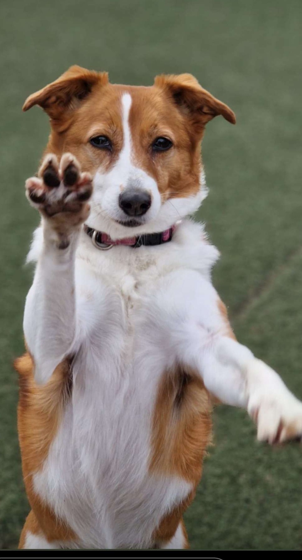 Hoi ik ben Laiyka de hond in huis