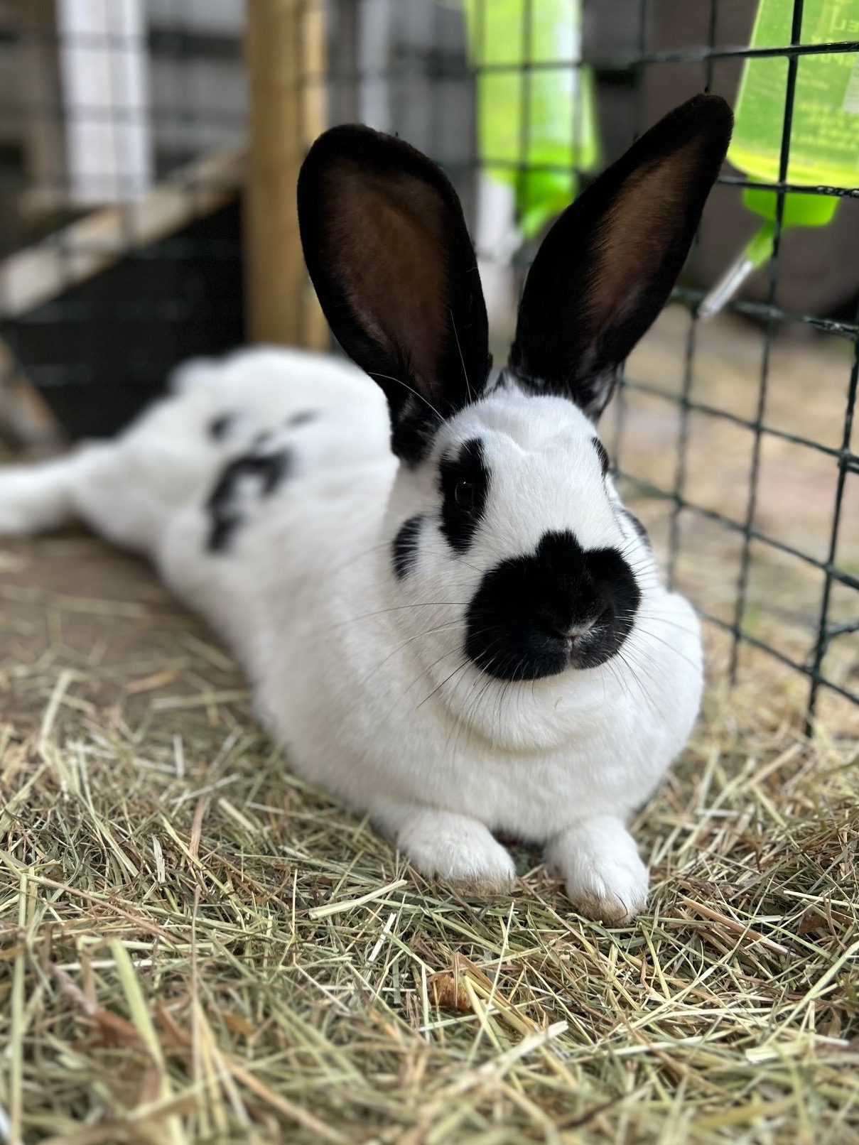 Onze konijnen Guus en Truus