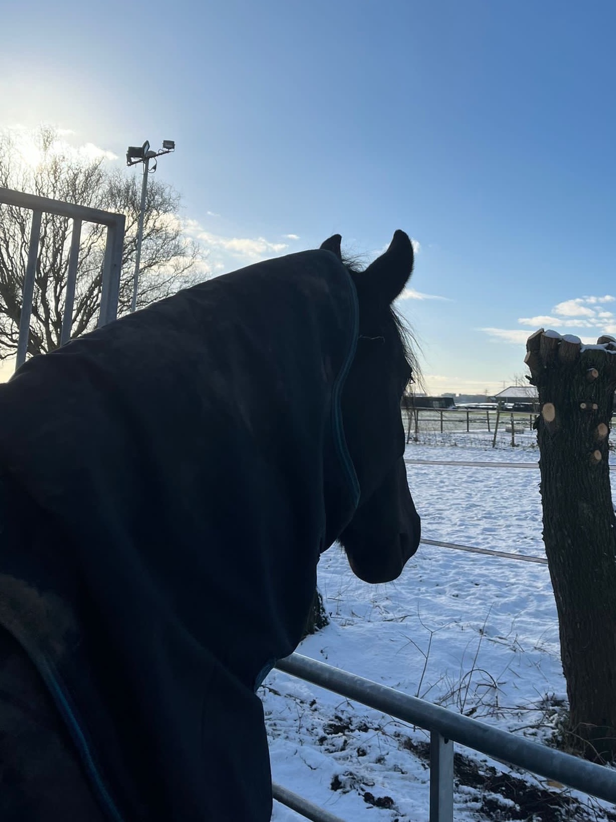 Dichtbij het huis heb ik mijn paardjes!