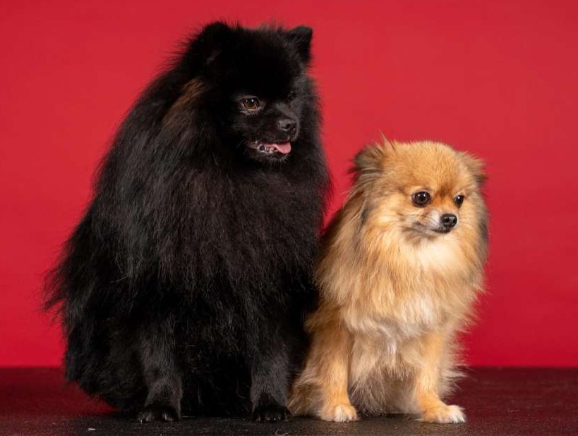 Onze hondenkindjes Shallow en Sissy