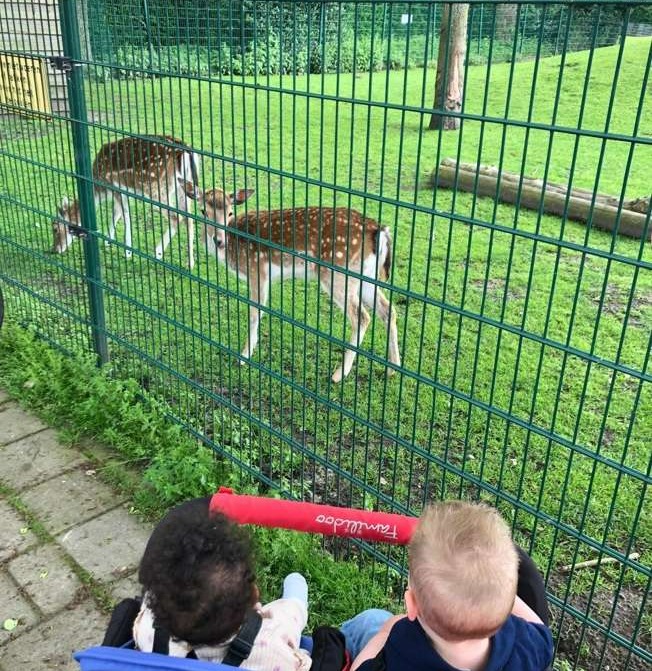 Hertenkamp aan het einde van de straat
