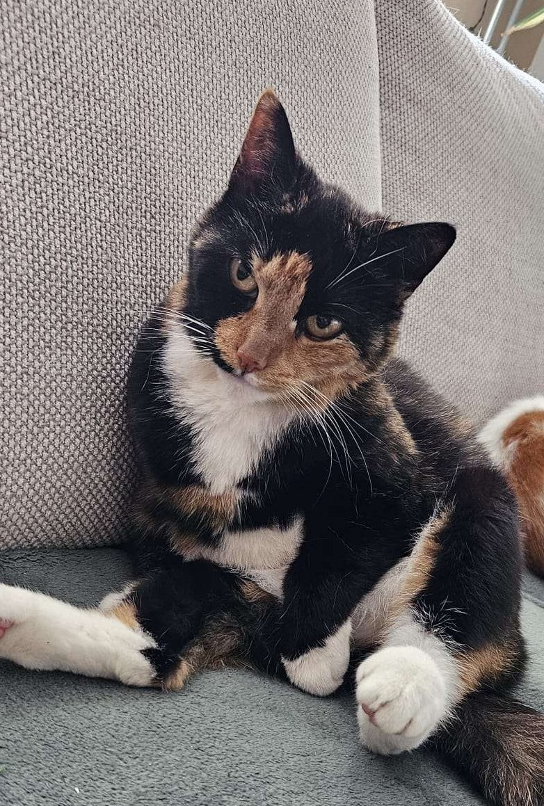 1 van onze lieve katten Loes