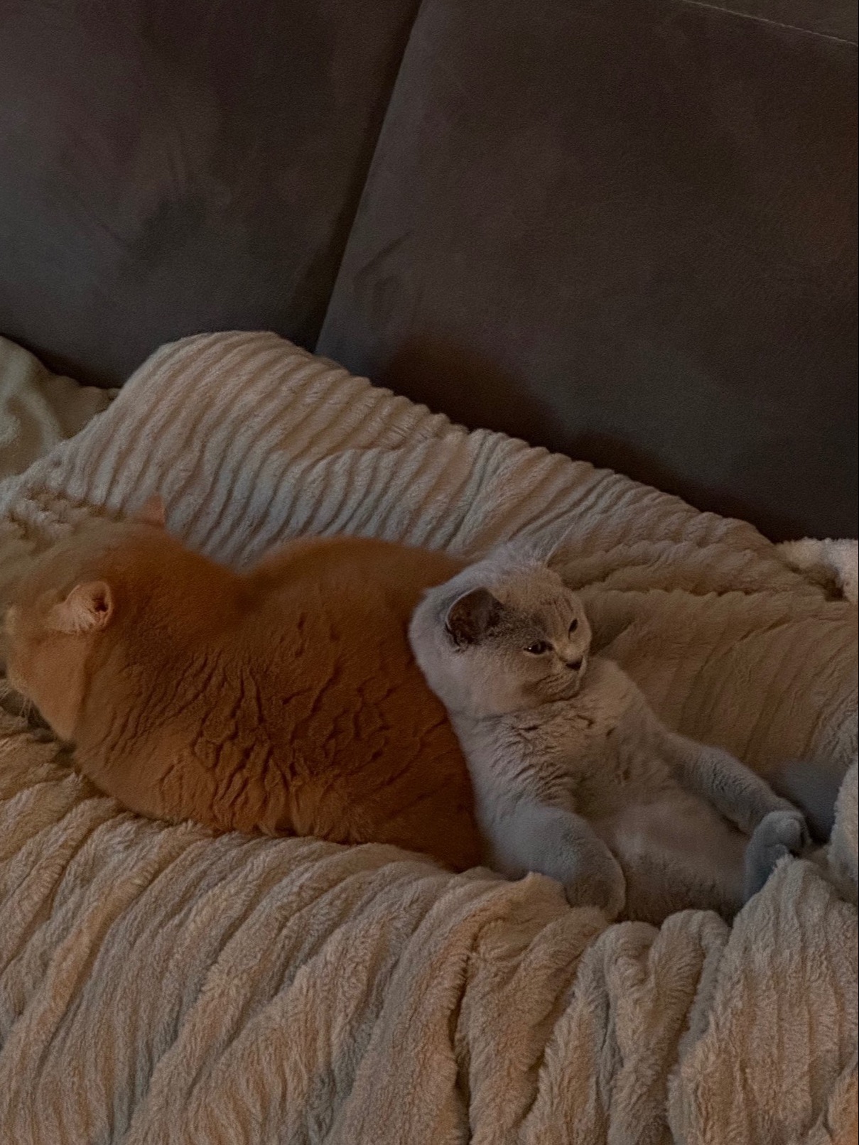 De huisdieren Ziva (links), en Blue