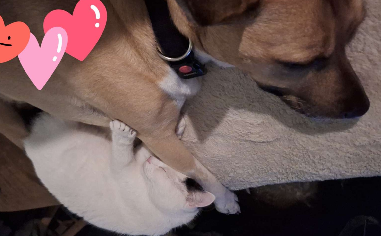 Onze hond en 1 van de (2) katten