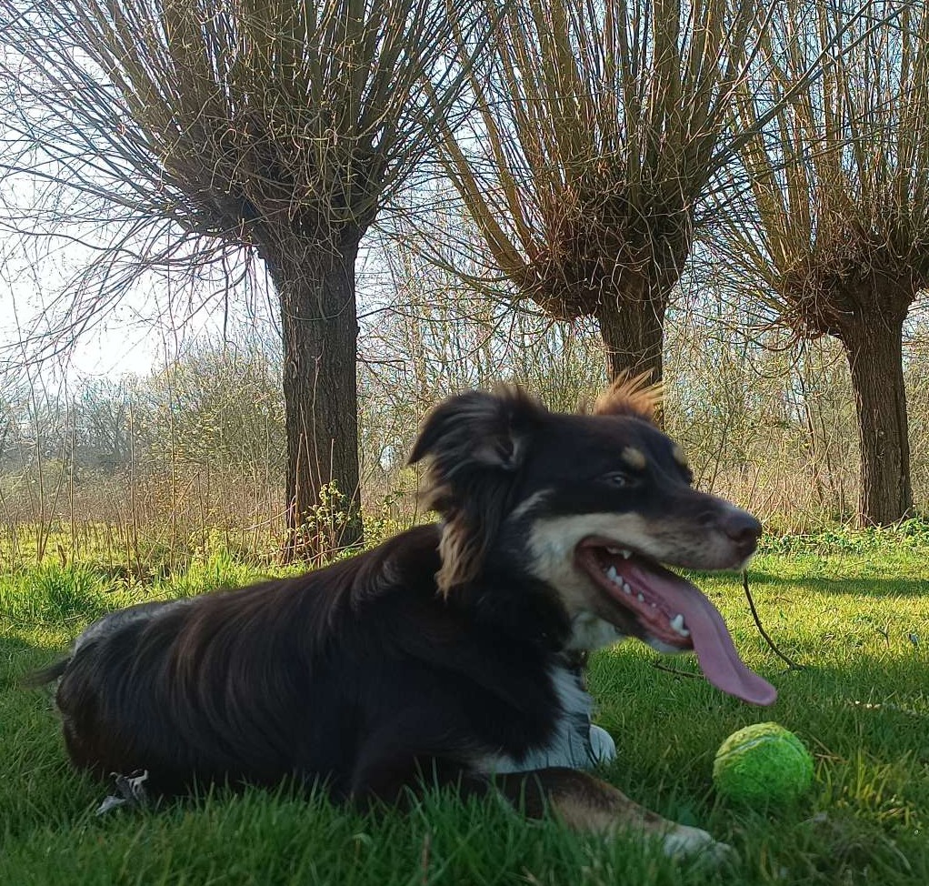 Onze lieve hond Cato houdt van kinderen 