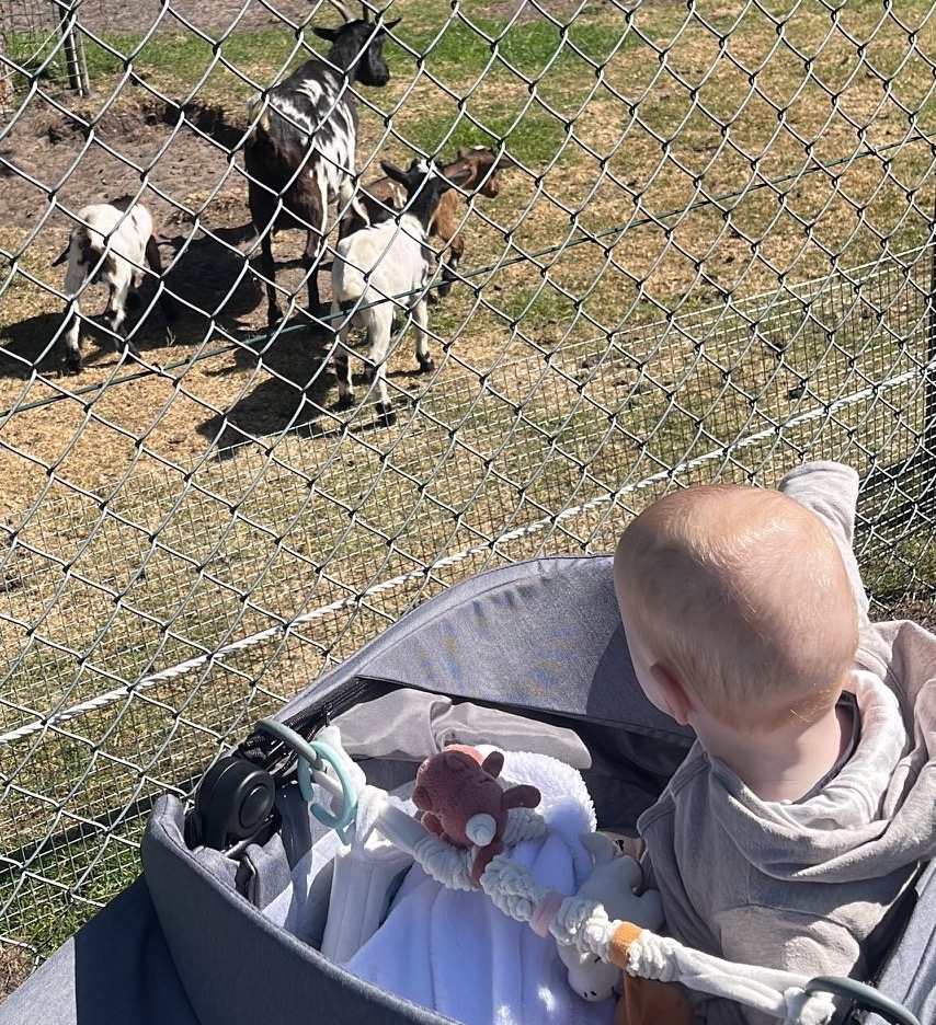Bij de geitjes om de hoek 