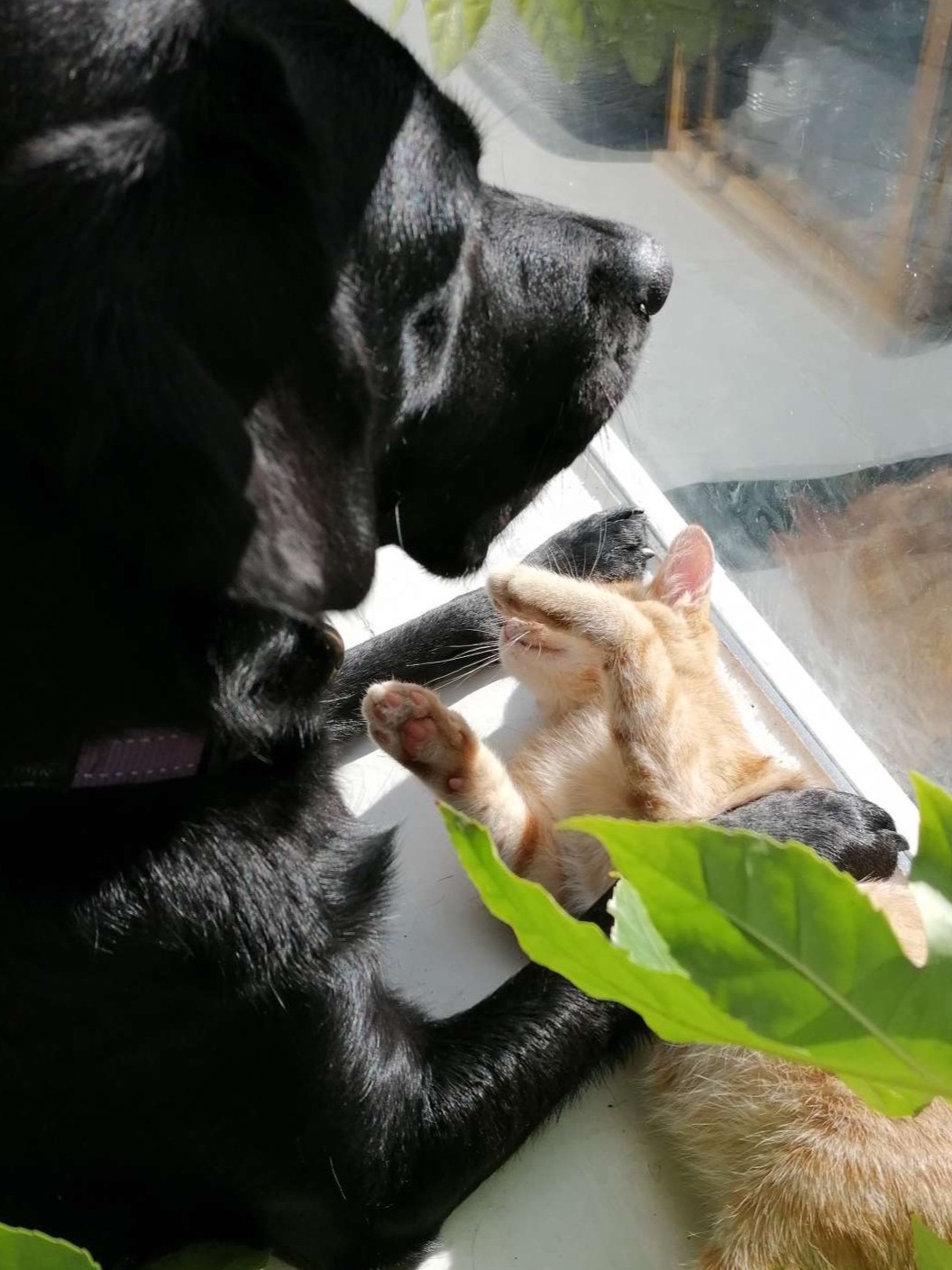 Onze hond Sasha en kat Jack