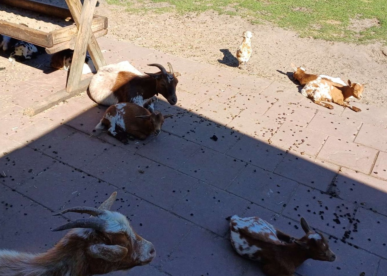 Dierenparkje de bonte koe 