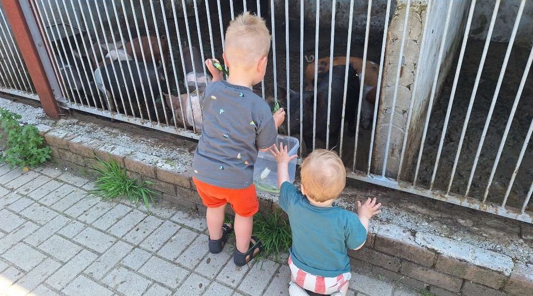 Bij de boerderij varkens voeren.