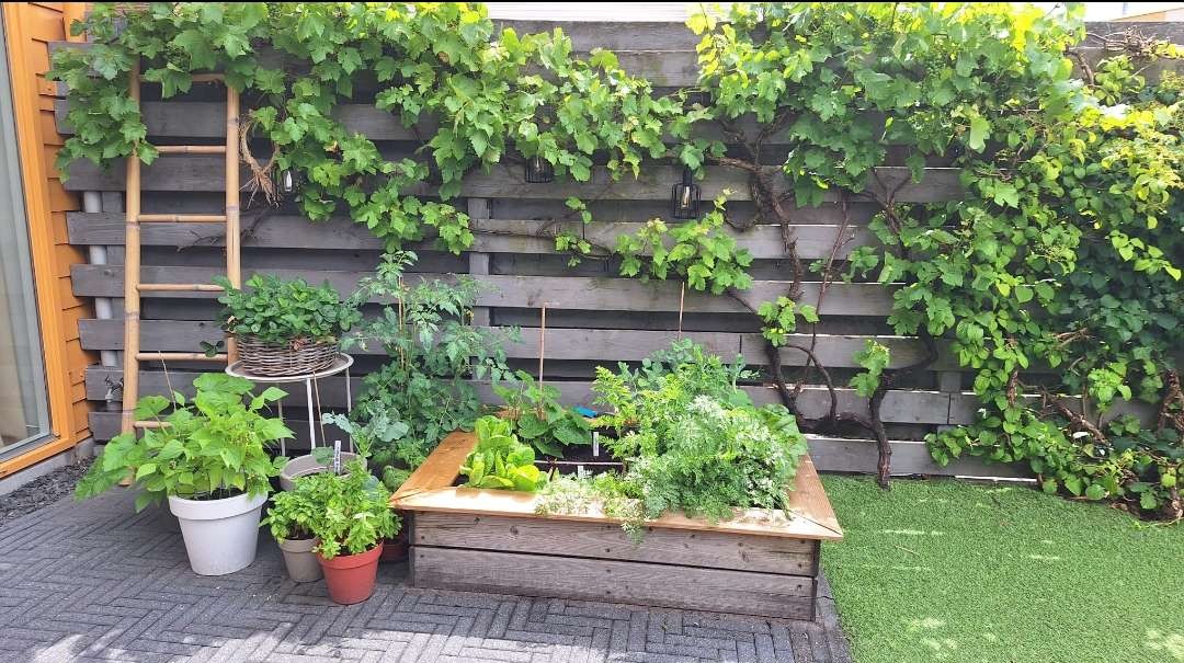 De moestuin, lekkere lunch uit plukken.