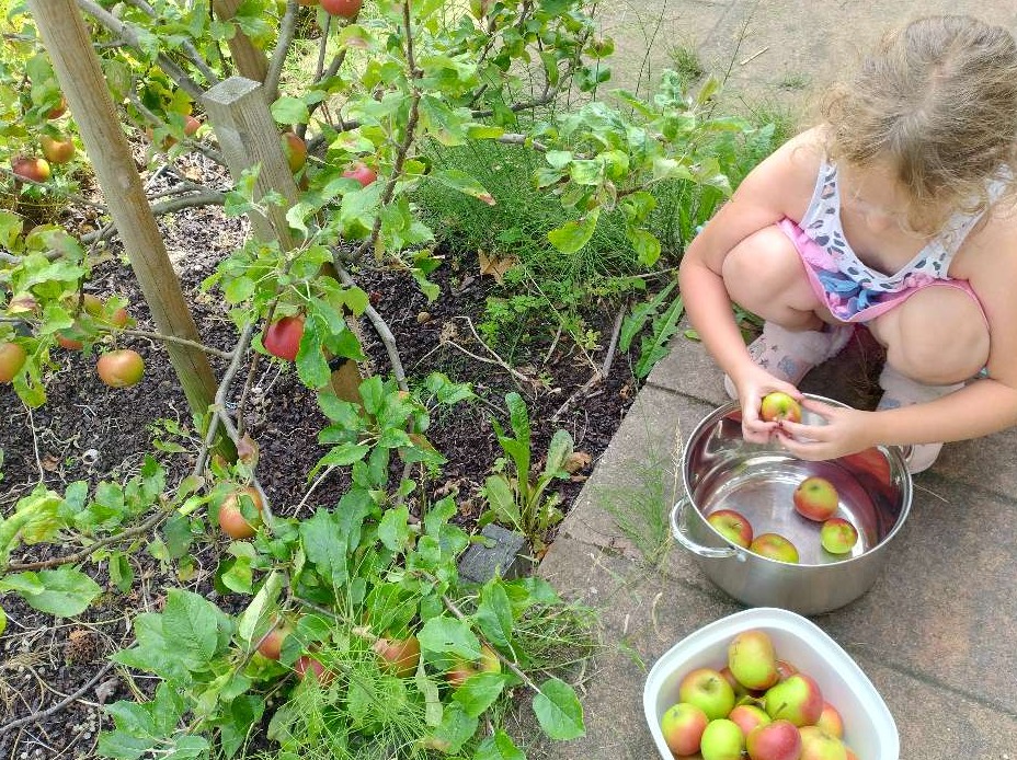 Appels plukken van eigen boom