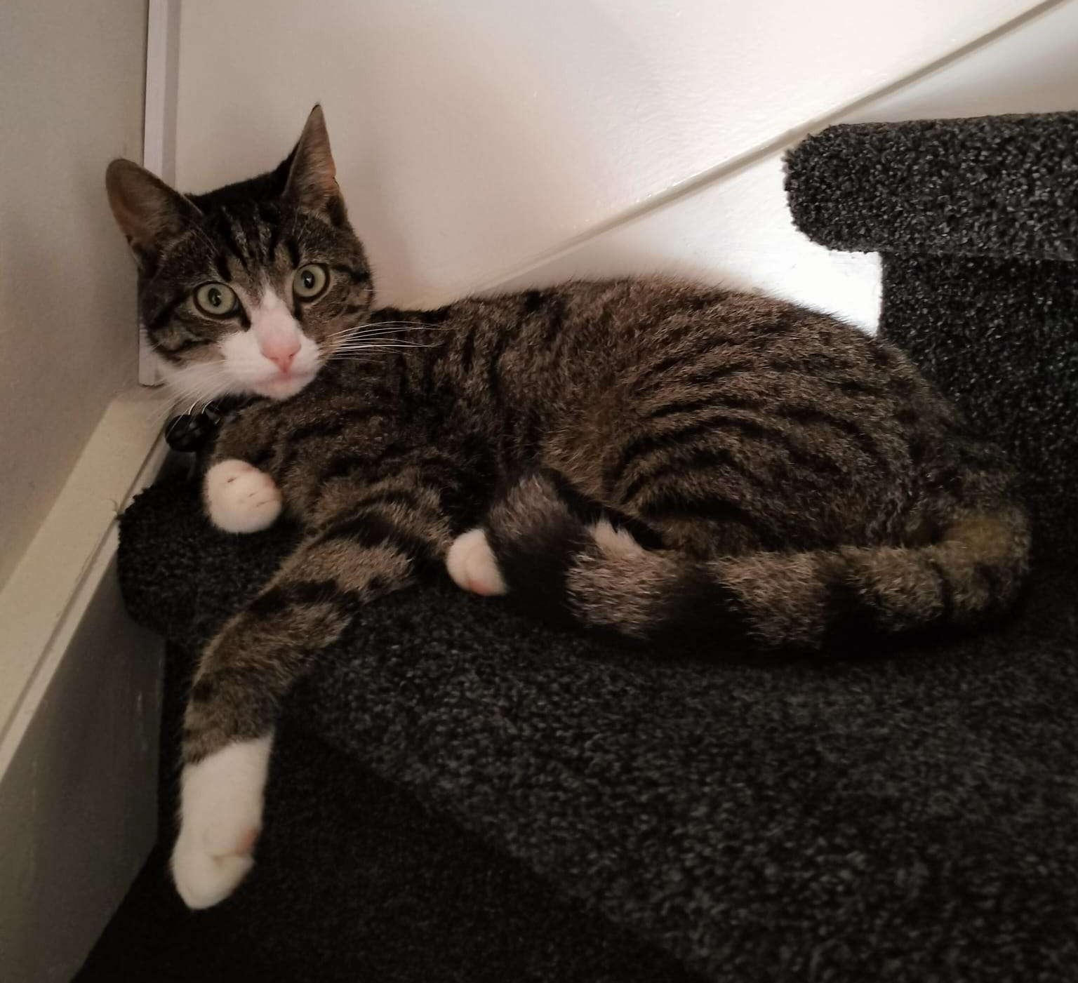Dit is onze lieve knuffelkat Bubbels