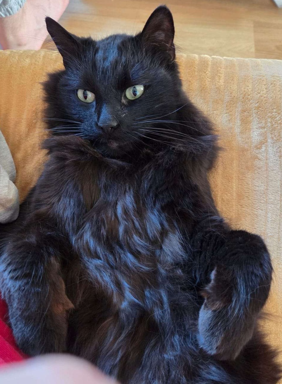 Wij hebben huisdieren