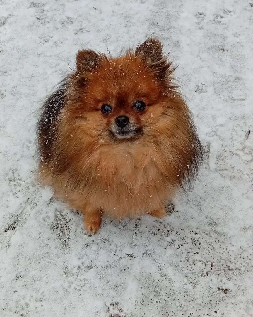 Hondje lissy